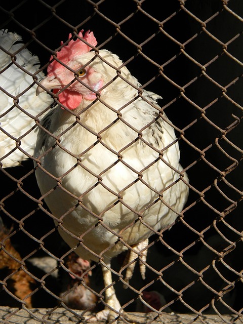 以微弱的优 以微弱的优